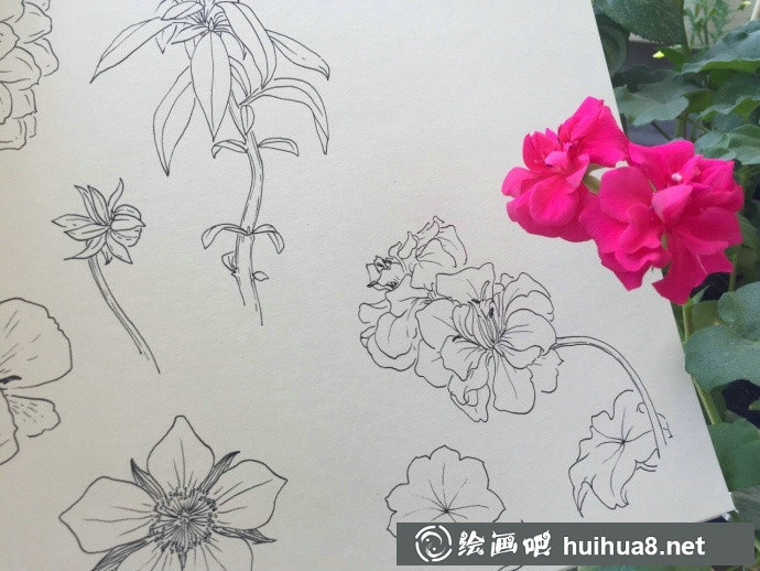 獨(dú)特的植物寫生