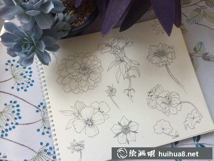 植物寫生可臨摹的植物寫生作品欣賞