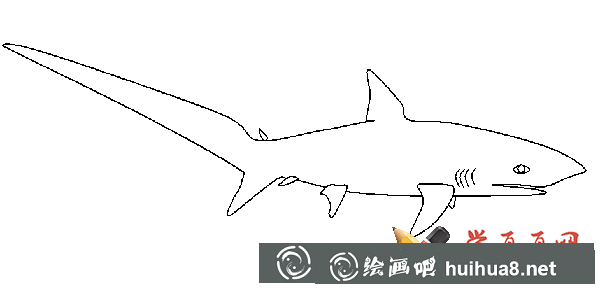 鯊魚簡(jiǎn)筆畫大全(5)