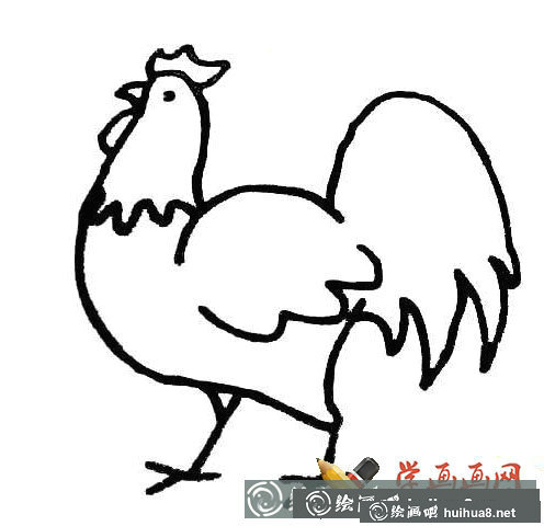 大公雞簡筆畫圖片大全(7)