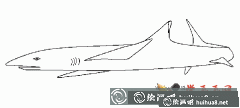 鯊魚簡筆畫教程匯總