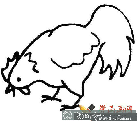 大公雞簡筆畫圖片大全(6)