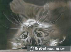 貓咪素描畫(huà)11
