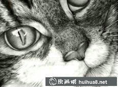 貓咪素描畫(huà)14