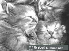 貓咪素描畫(huà)12