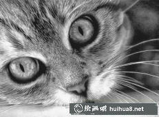貓咪素描畫(huà)5
