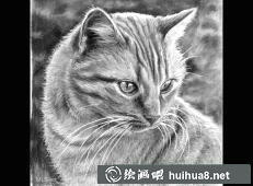 貓咪素描畫(huà)4