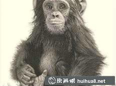 一只溫順的小貓素描畫(huà)