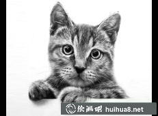 貓咪素描畫(huà)3