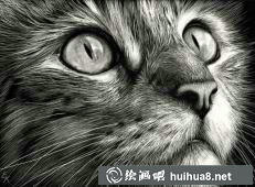 貓咪素描畫(huà)2