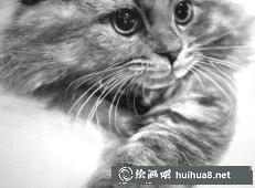 貓咪素描畫(huà)8