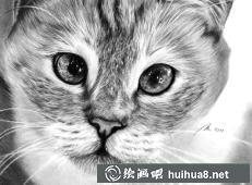 貓咪素描畫(huà)13