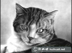 貓咪素描畫(huà)6