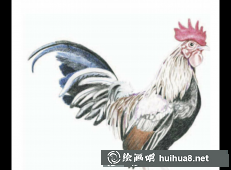雞年彩鉛畫5