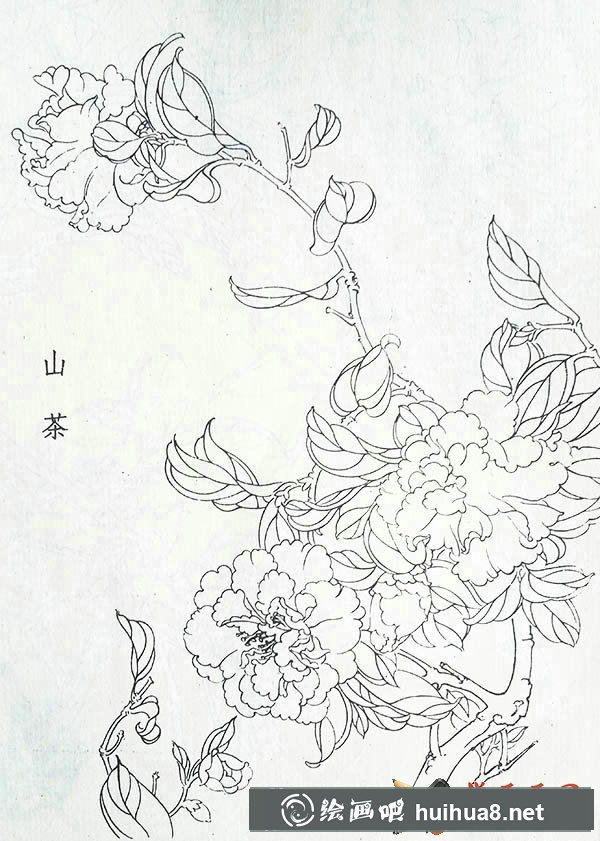 白描山茶花圖片5張【大圖】(1)
