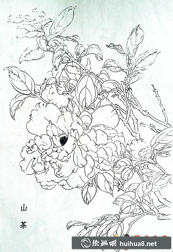 白描山茶花圖片5張【大圖】(3)