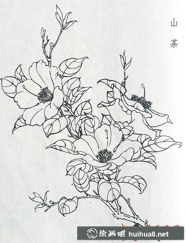 白描山茶花圖片5張【大圖】(2)