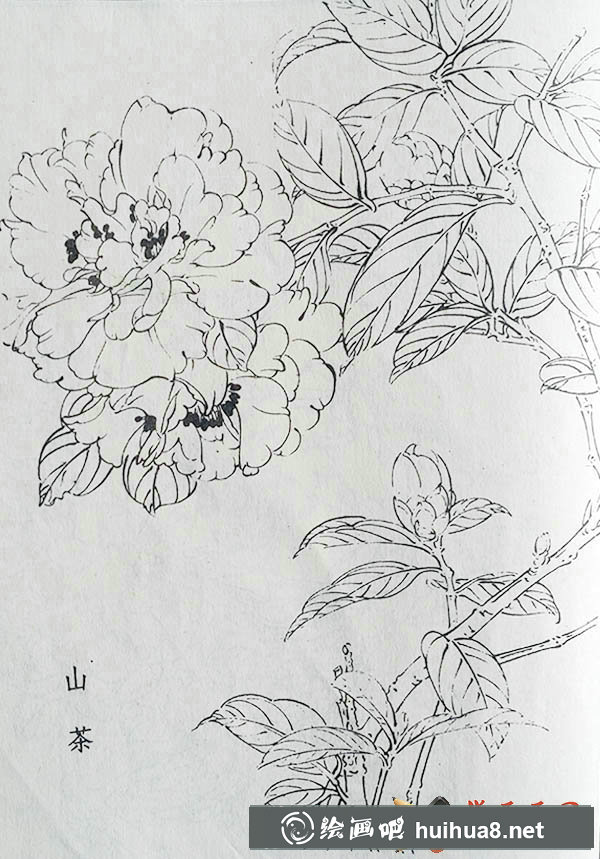 白描山茶花圖片5張【大圖】(5)