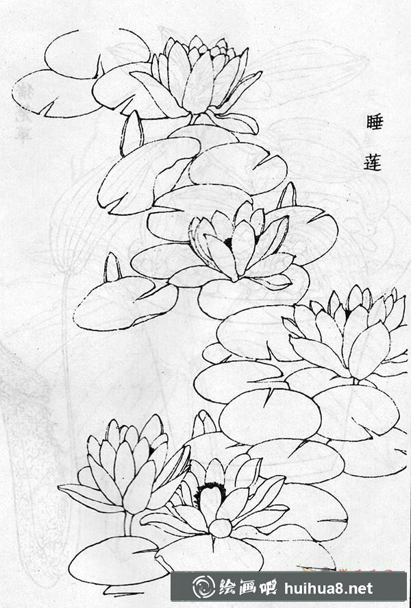 睡蓮白描圖片(2)