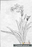 白描水仙花藝術(shù)美