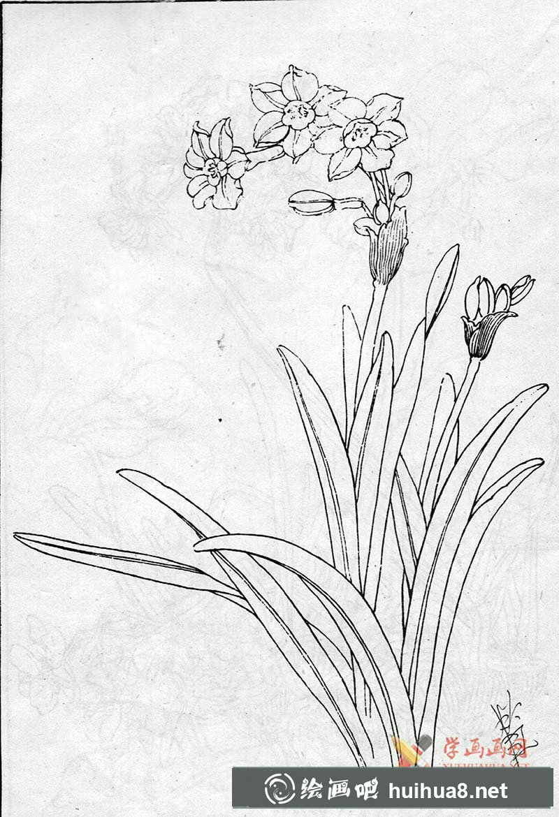 白描水仙花圖片(1)