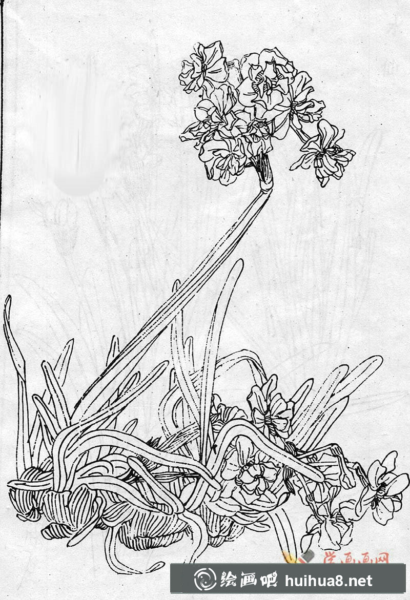 白描水仙花圖片(2)