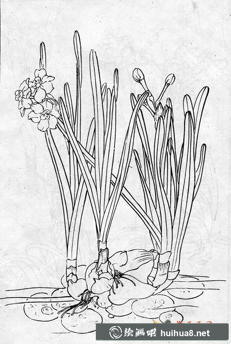 白描水仙花圖片(4)