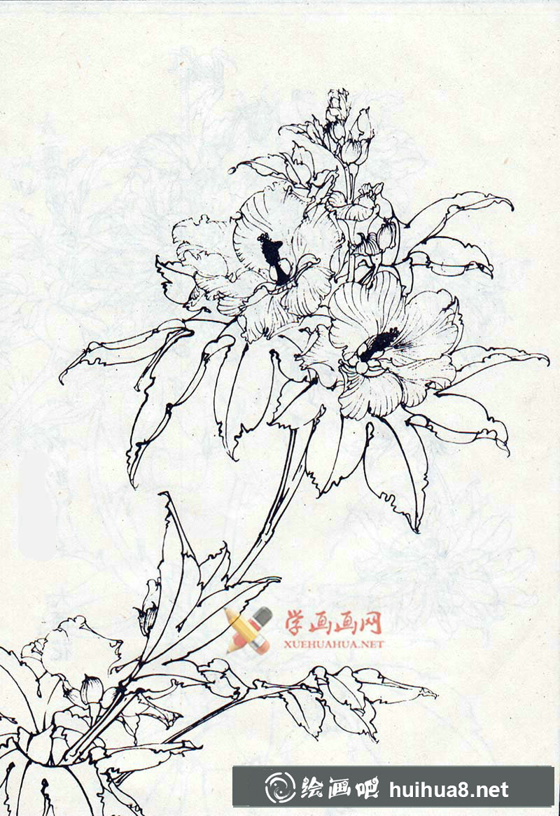 白描秋葵圖片大全(3)