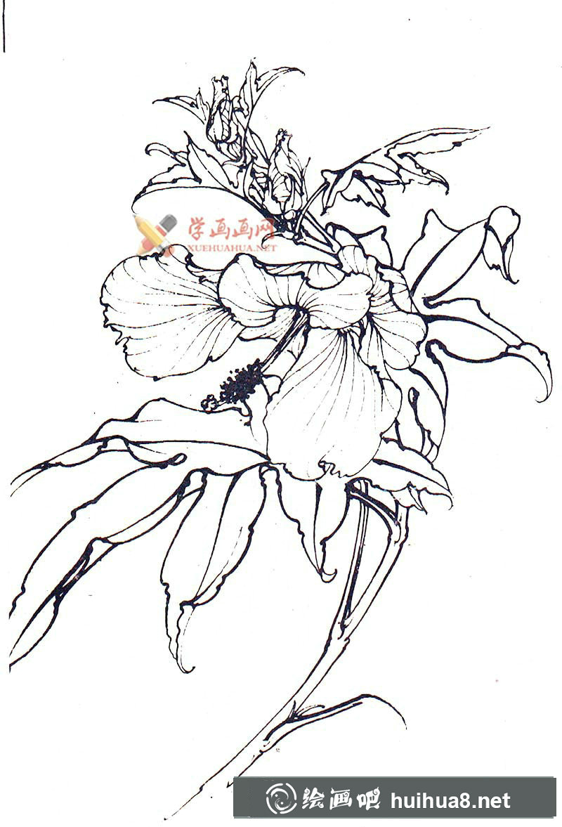 白描秋葵圖片大全(1)