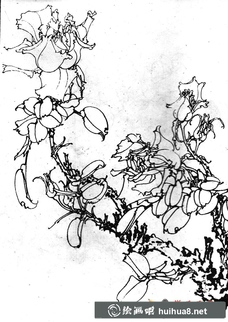 月季花白描圖片(3)