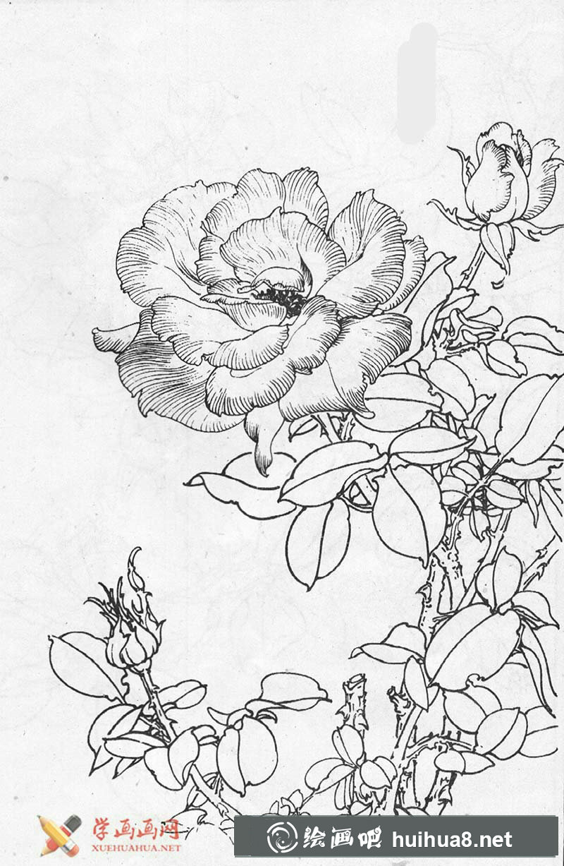月季花白描圖片(1)