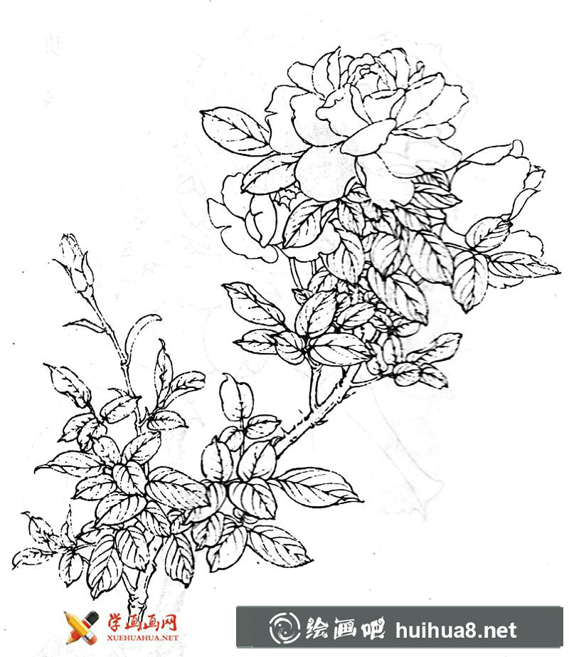 月季花白描圖片(4)