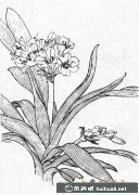 白描花卉君子蘭圖賞