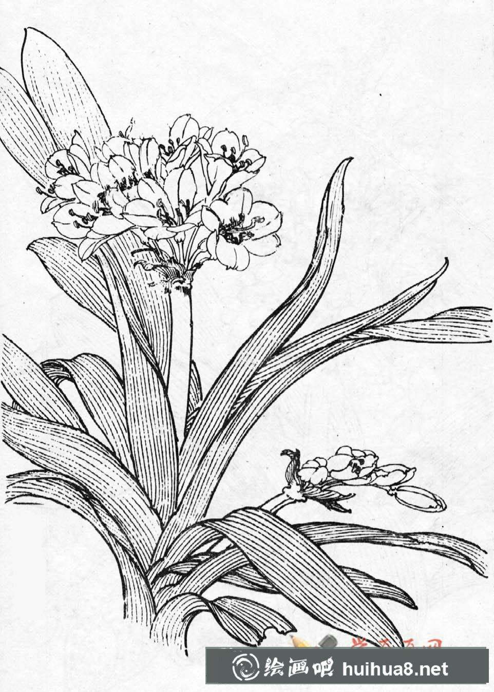 君子蘭白描圖片(1)