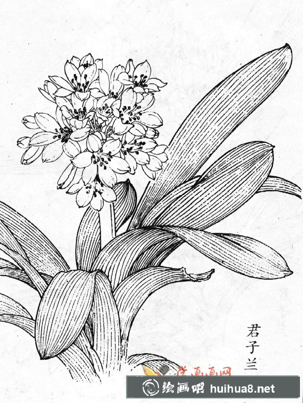 君子蘭白描圖片(2)