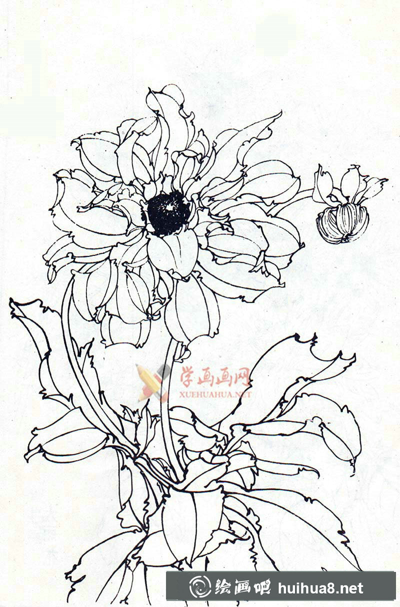 大麗花白描圖片(2)