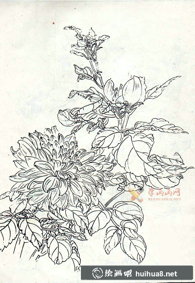 大麗花白描圖片(3)