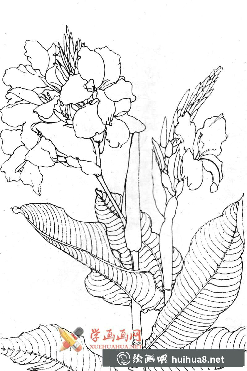 白描花卉之美