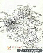 白描菊花圖賞四幅
