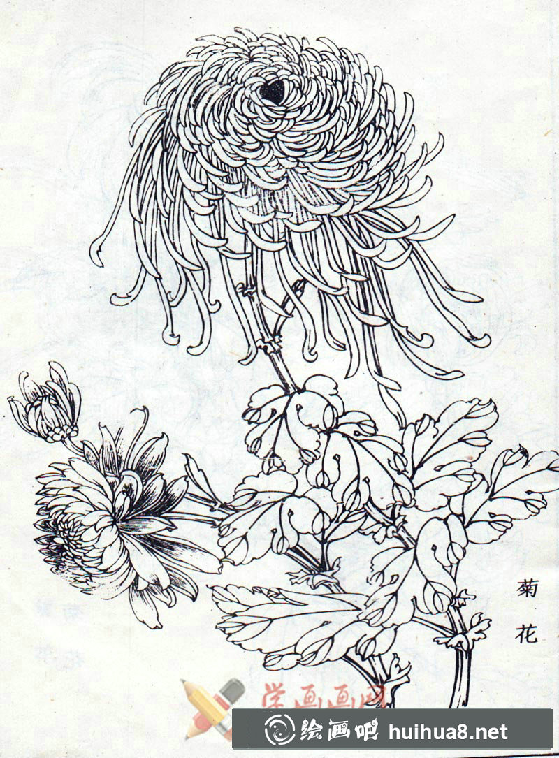菊花白描圖片4幅(2)