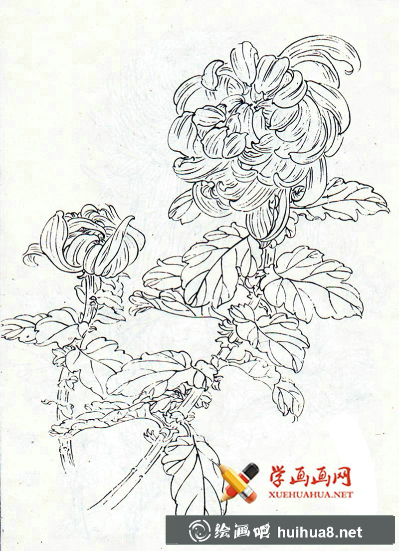 菊花白描圖片4幅(3)
