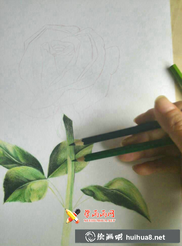 彩鉛玫瑰花的畫法