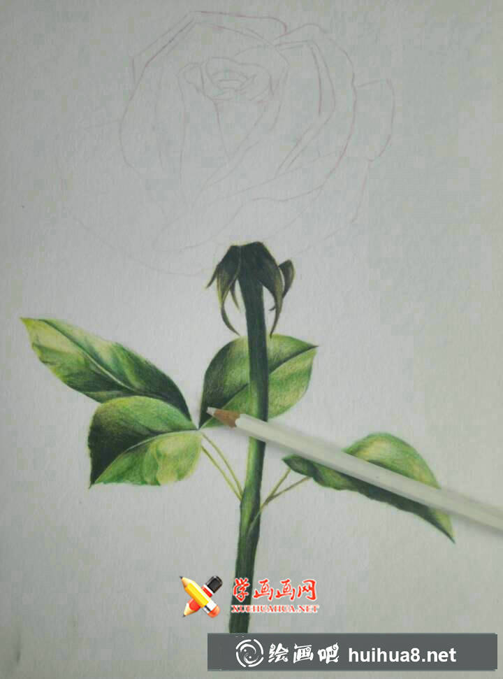 彩鉛玫瑰花的畫法