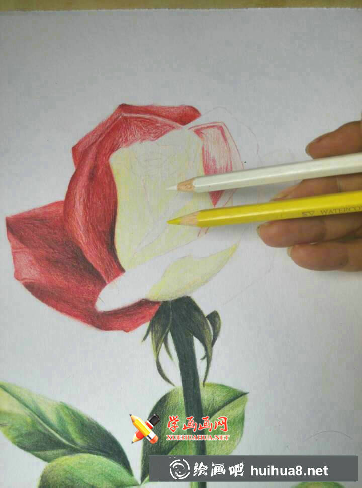 彩鉛玫瑰花的畫法