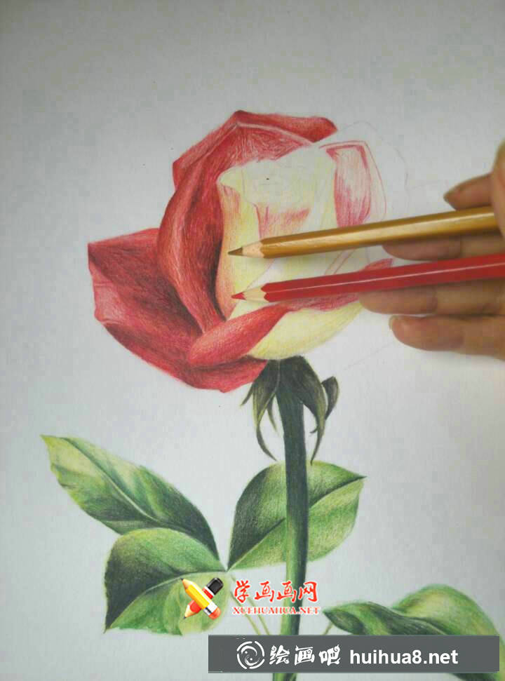 彩鉛玫瑰花教程