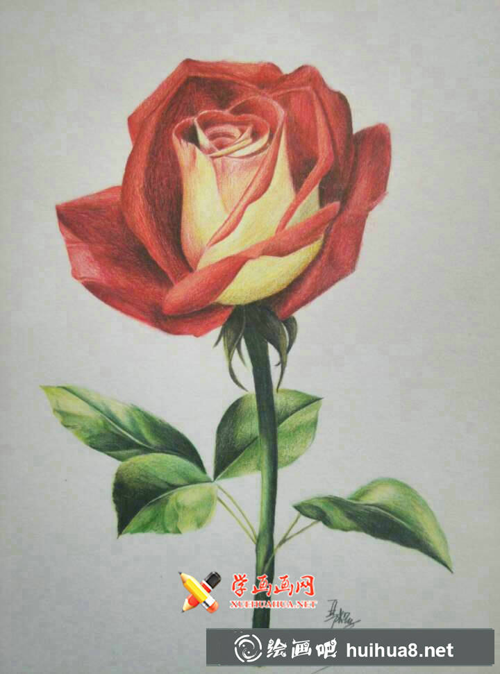彩鉛玫瑰花教程