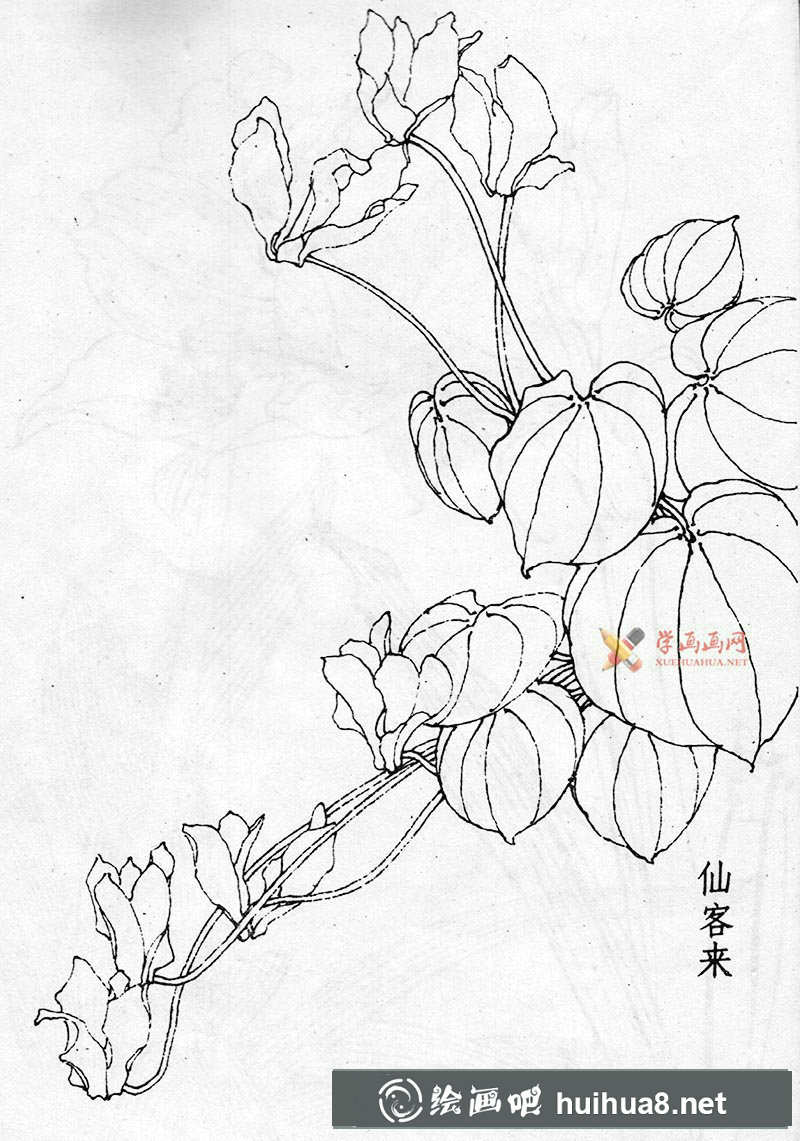 仙客來白描作品二