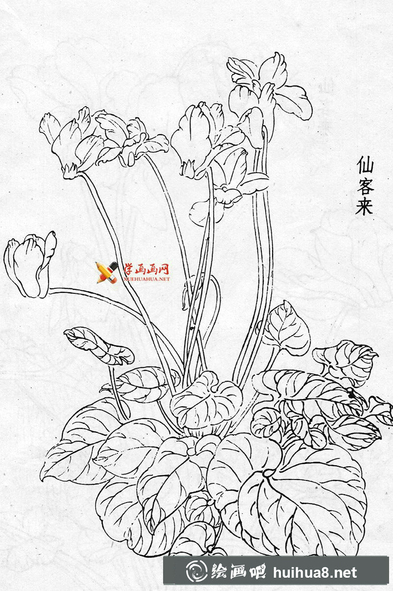 仙客來白描作品三