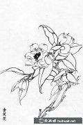 白描花卉精選20幅圖