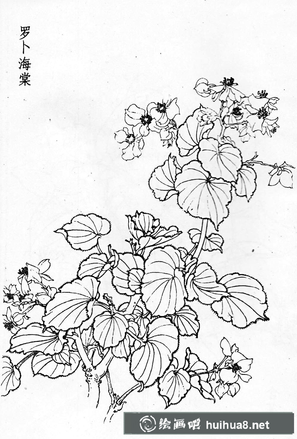 進(jìn)入下一頁 白描花卉圖片20幅(2)
